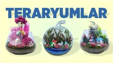 Teraryum | Teraryum Nedir?